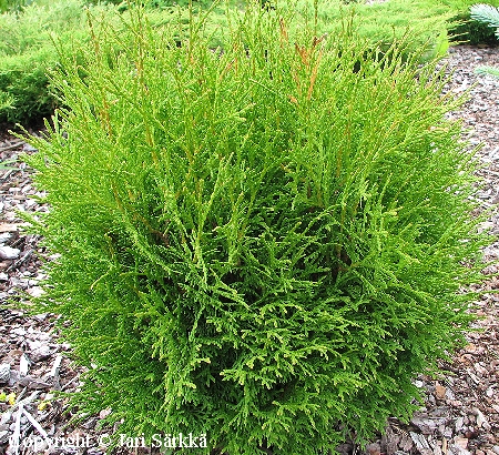 Thuja occidentalis 'Tiny Tim' -pallotuija.jpg